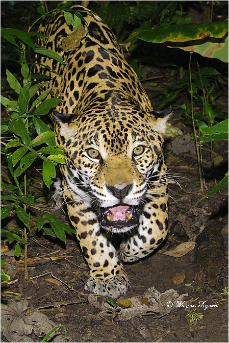 Jaguar 113 by Dr. Wayne Lynch &copy;